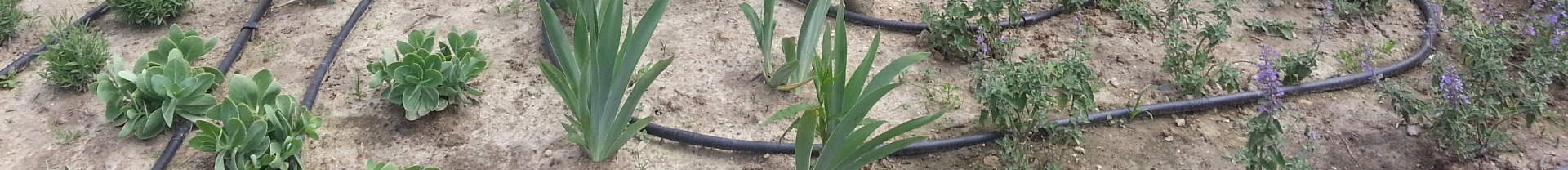 Miért hasznos az automata öntözőrendszer?