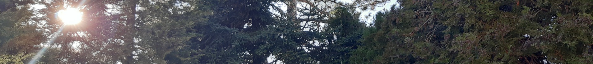 Veszélyes új gyomok