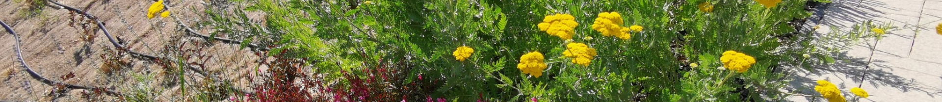 „Szabadidőpark a régi focipályán”