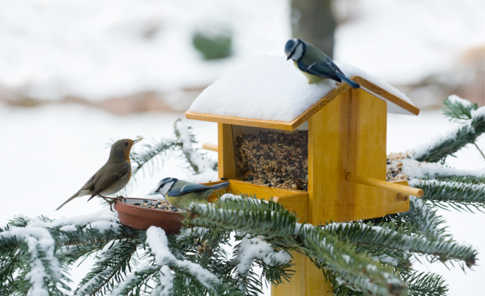 Madárbarát kert télen: így tudod közelebb hozni a természet szépségeit a hideg hónapokban