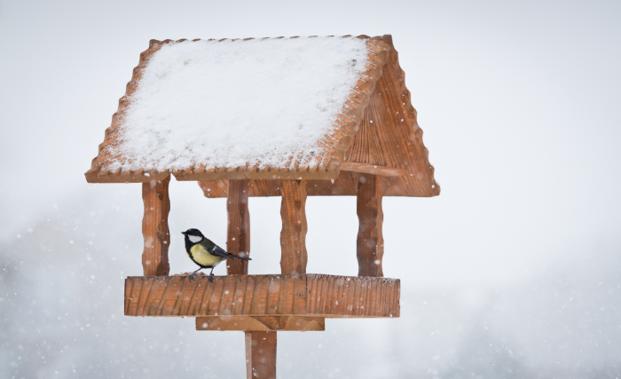 Álmai kertje nyereményjáték - készíts madáretetőt!