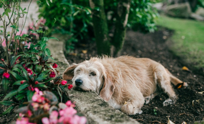 Kerttervezés kutyásoknak