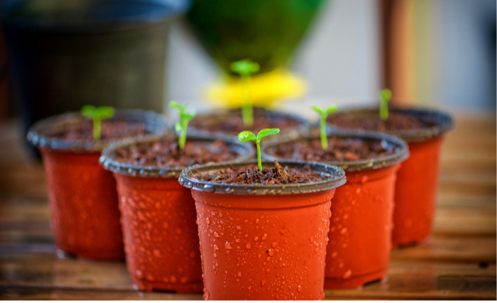 A palántázás lépései – Kezdjük el együtt a kertészkedést!