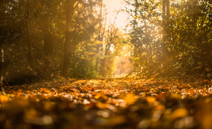 Novemberi teendők a kertben