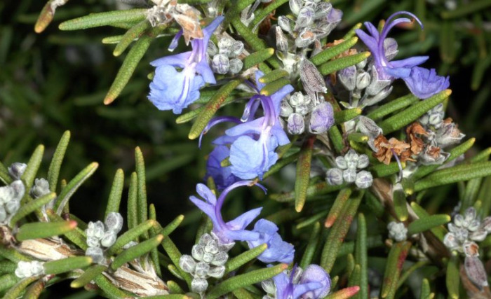 Fűszerkertről a Térkő magazinnak