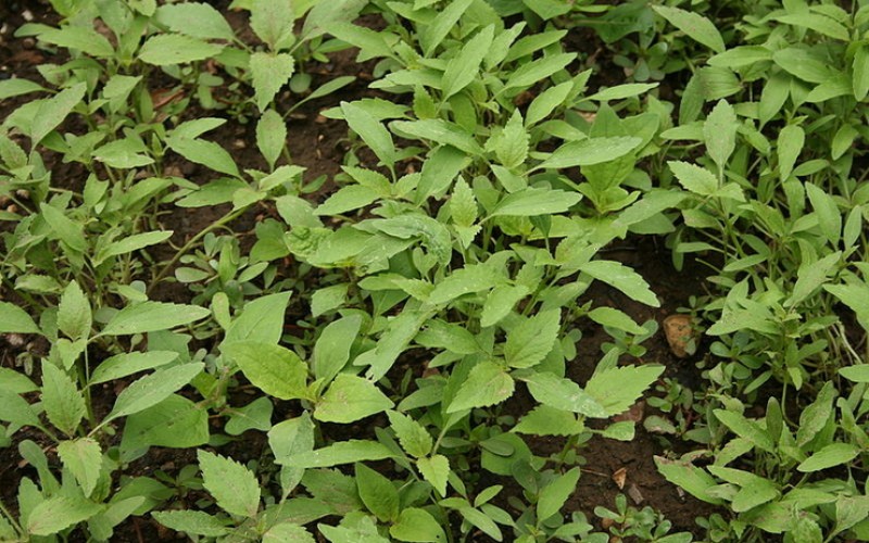 Forrás: www.brainmanpictures.piwigo.com