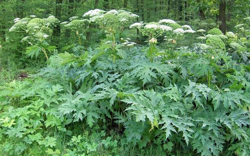 Forrás: www.elobolygonk.hu