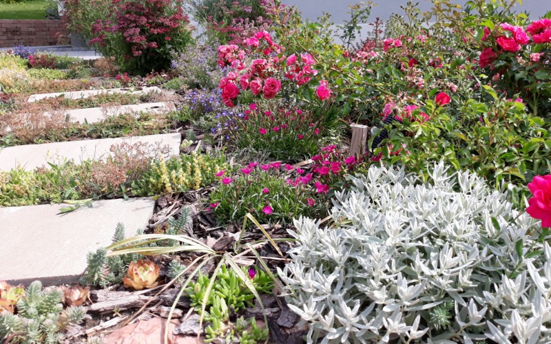 Tipegő közé és mellé telepített talajtakaró évelők cserjékkel