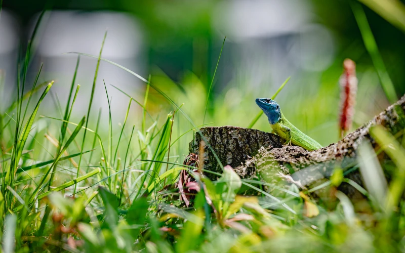Kerttervezés és kivitelezés - robotfűnyíró-barát kert