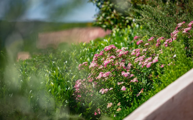 Kerttervezés és kivitelezés - robotfűnyíró-barát kert