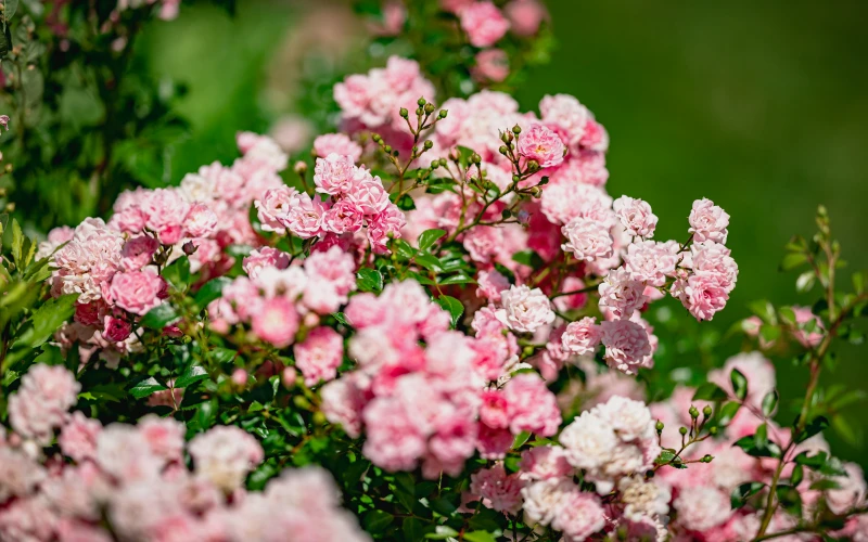 Kerttervezés és kivitelezés - robotfűnyíró-barát kert