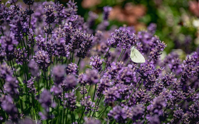 Kerttervezés és kivitelezés - robotfűnyíró-barát kert