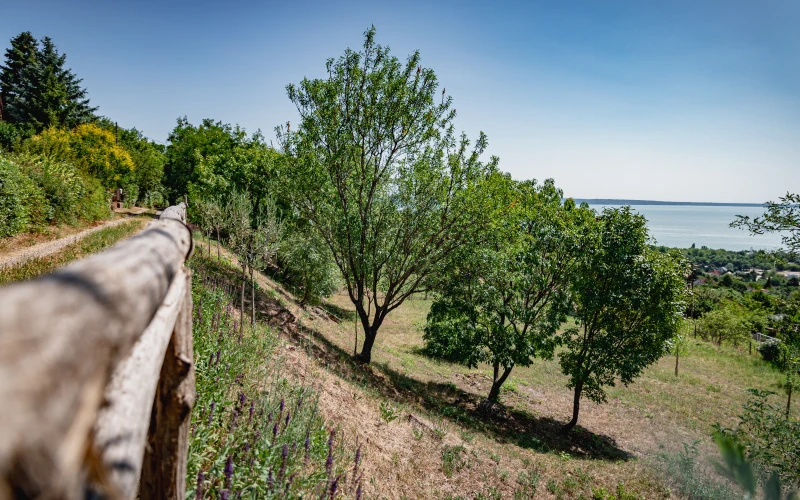 Kerttervezés és kivitelezés - robotfűnyíró-barát kert