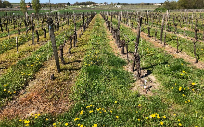 Foamstream működés közben és hatékonyság (1)