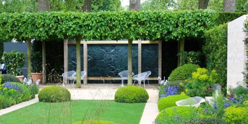 Evergreen-Pleached-Trees-for-Outdoor-Landscaping