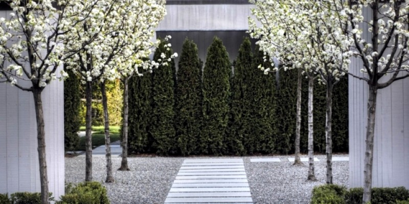 garden-design-ideas-the-10-best-trees-for-small-gardens-0-170