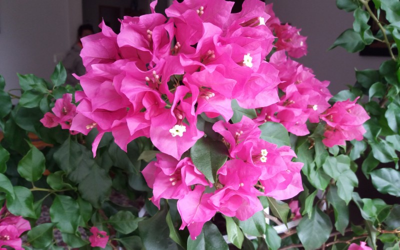 „Virágos balkonok, virágos kertek”