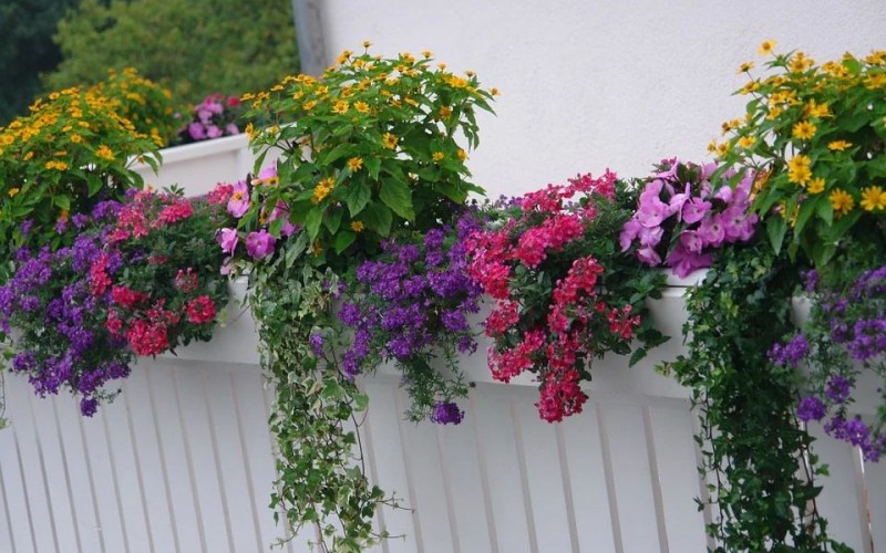 „Virágos balkonok, virágos kertek”