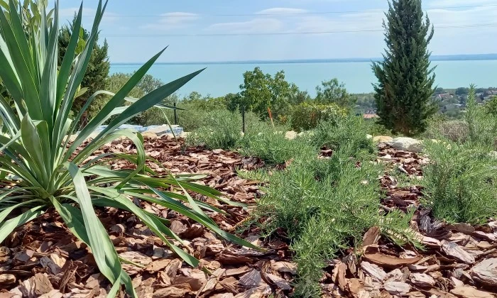 Mediterrán kert gyümölcsössel és óriás borókákkal