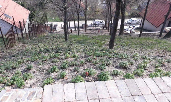 Tihany - Meredek, erdei hangulatú kert
