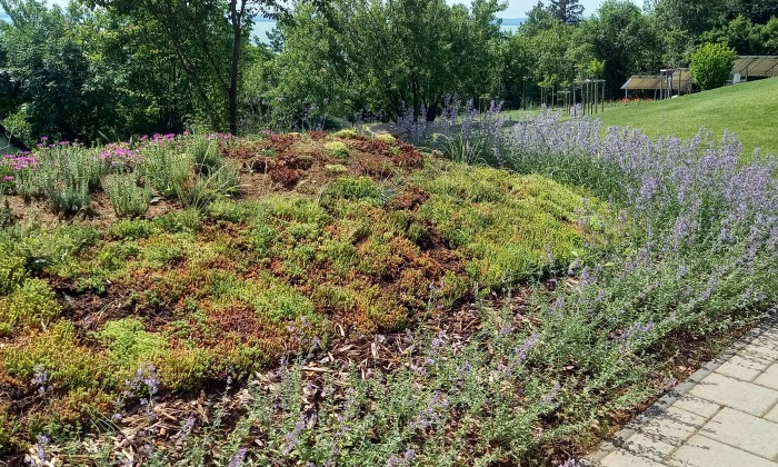 Alsóörs- újdonságok kertje