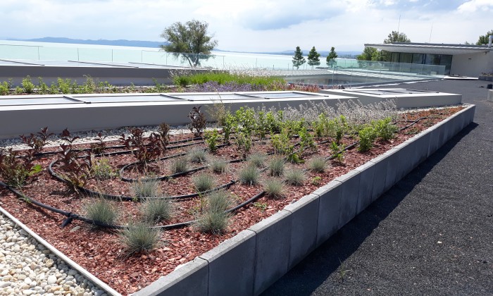 Pelso Bay- Balatoni zöldtető