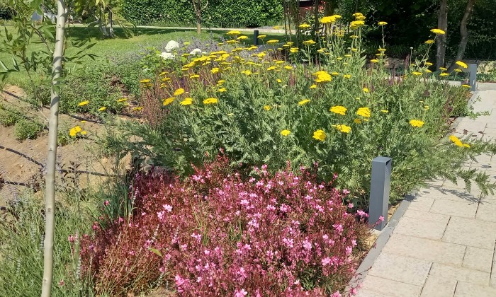 Alsóörs- újdonságok kertje