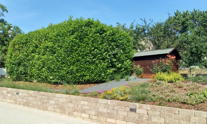 Alsóörs- újdonságok kertje