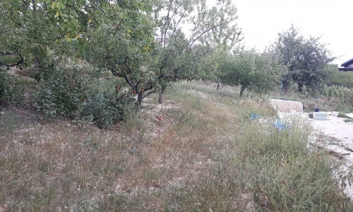 Mediterrán kert gyümölcsössel és óriás borókákkal