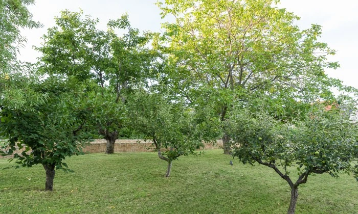 Mediterrán kert gyümölcsössel és óriás borókákkal