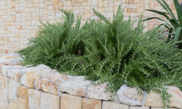 Mediterrán kert gyümölcsössel és óriás borókákkal