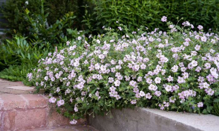 Balatoni panorámájú kert