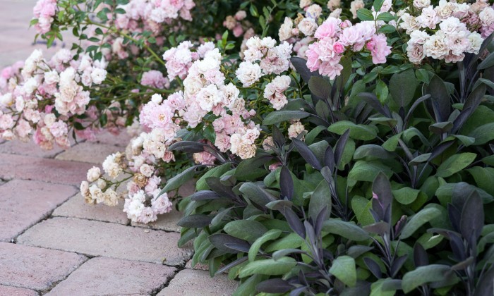 Balatoni panorámájú kert