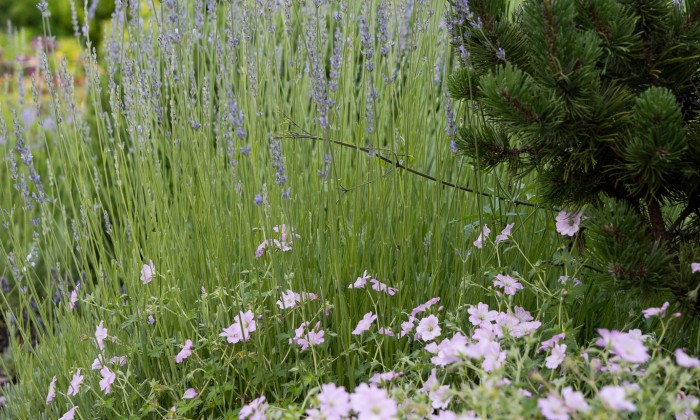 Balatoni panorámájú kert