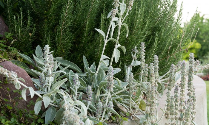 Balatoni panorámájú kert