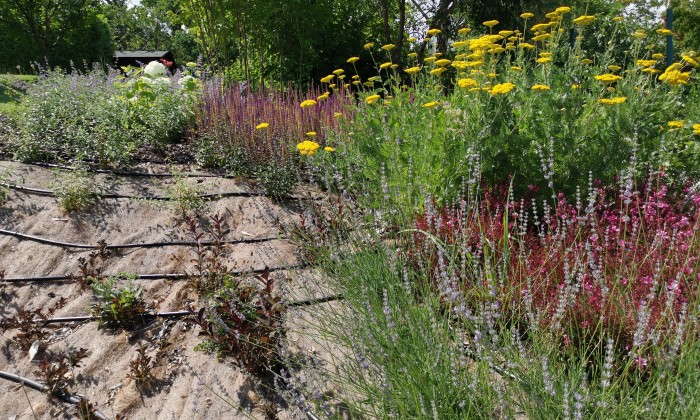 Alsóörs- újdonságok kertje