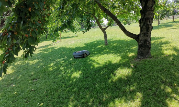 Alsóörs- újdonságok kertje