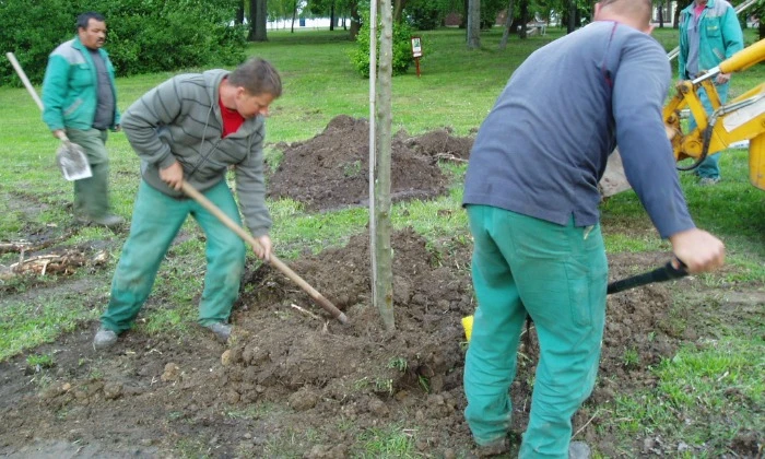 Balatonalmádi Öregpark - parkszépítés_11