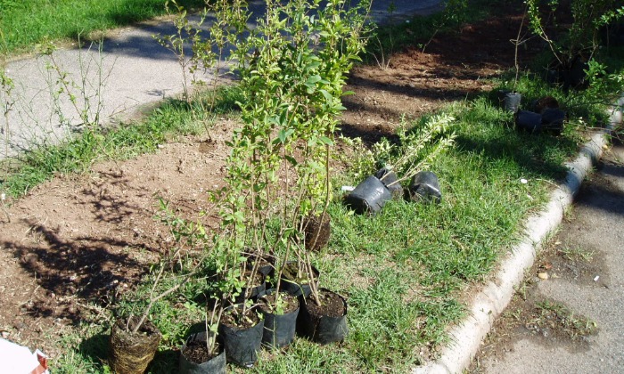 Balatonalmádi Öregpark - parkszépítés_1