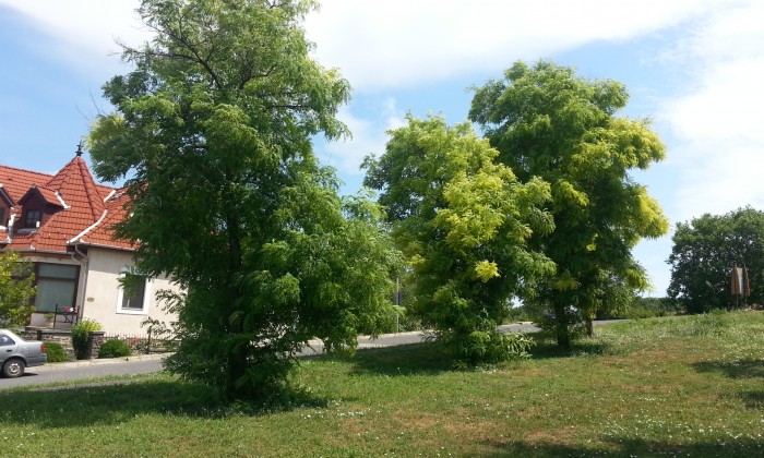 Tihany, Óvoda - Központban a gyerkek_0