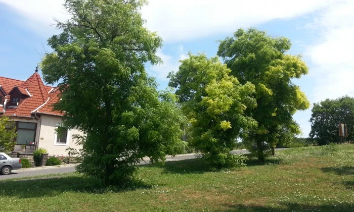 Tihany, Óvoda - Központban a gyerkek_0