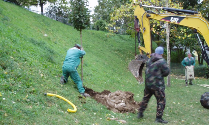 Veszprém - Árnyat adó fák telepítése_0