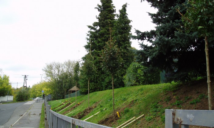 Veszprém - Árnyat adó fák telepítése_1