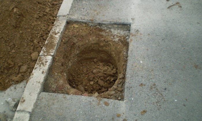 Veszprém - Az aszfaltban is lehet fa!_1