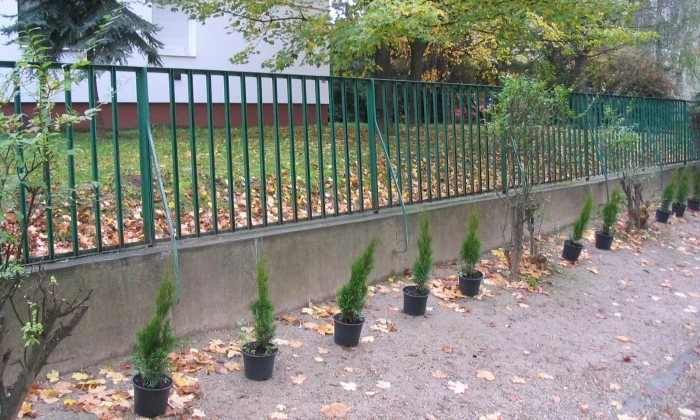 Veszprém, Egry úti óvoda - Takarónövényzet telepítése_0