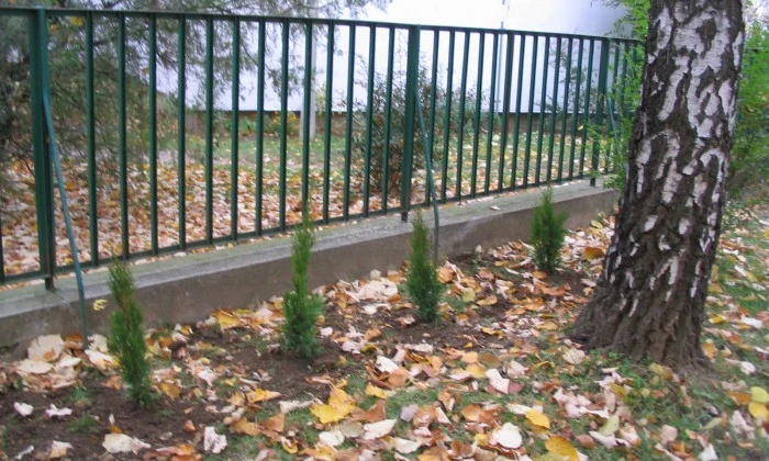 Veszprém, Egry úti óvoda - Takarónövényzet telepítése_2