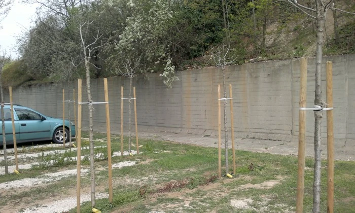 Veszprém, Pannon Egyetem - Parkoló zöldítése_8