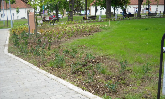 Zirc, Rákóczi tér - Színesítés virágzó szigetekkel_2