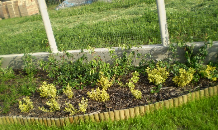 Ősi - Kis kert, virágzó növényágyásokkal tarkítva_5