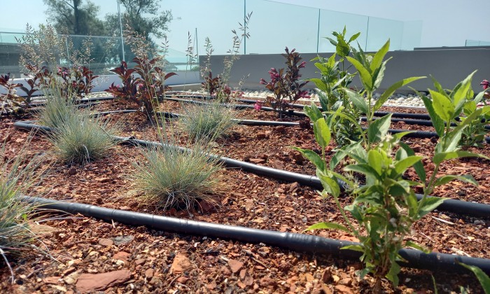 Pelso Bay- Balatoni zöldtető